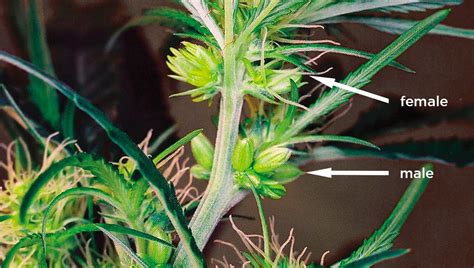 will hermaphrodite cannabis seeds grow